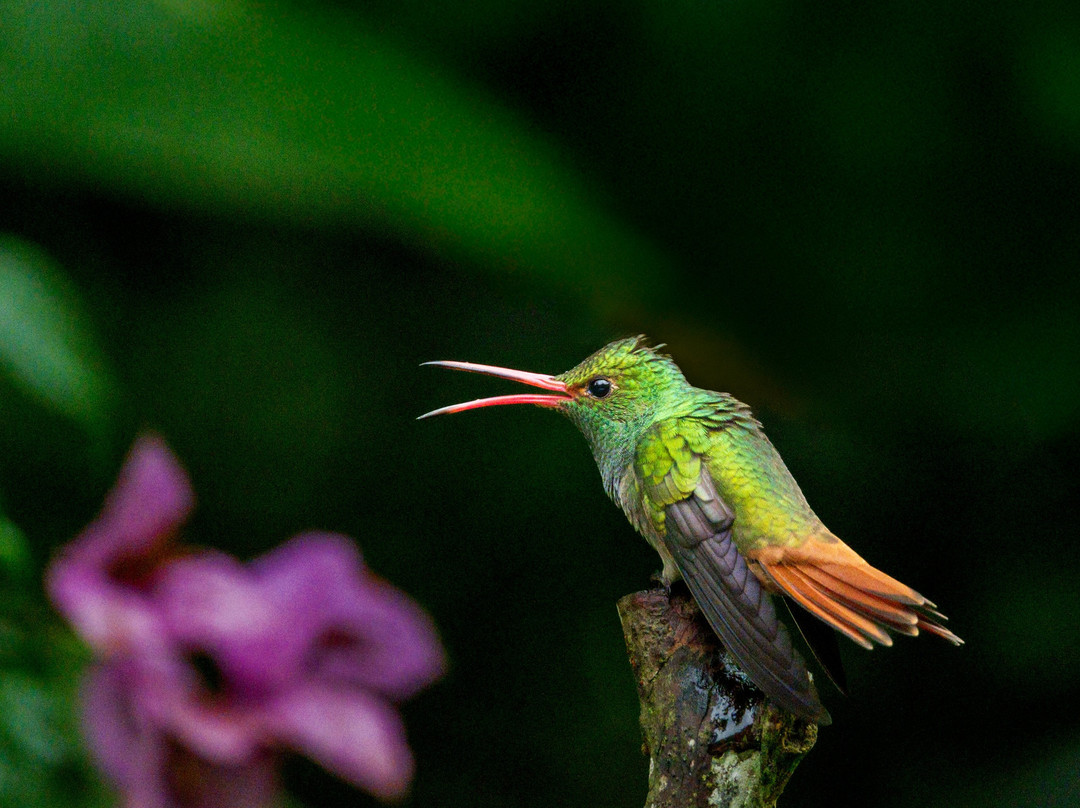 San Jorge Eco-lodges & Private Reserves in Ecuador-基多必去景点