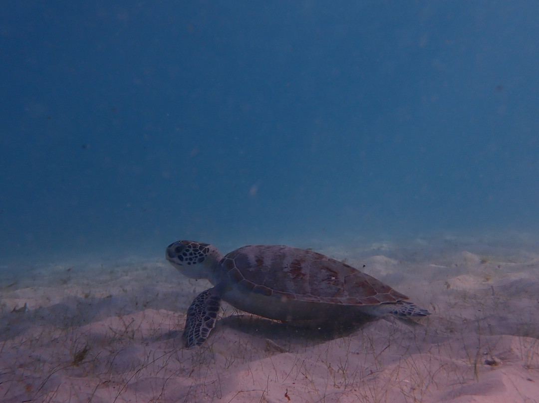 Fins & Feet Nature Tours-阿鲁巴岛必去景点