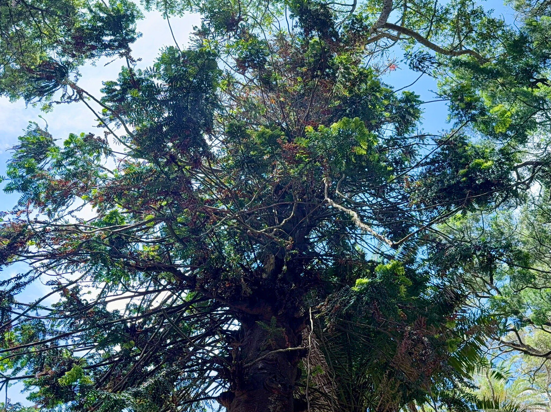 Jardim Botânico António Borges-蓬塔德尔加达必去景点