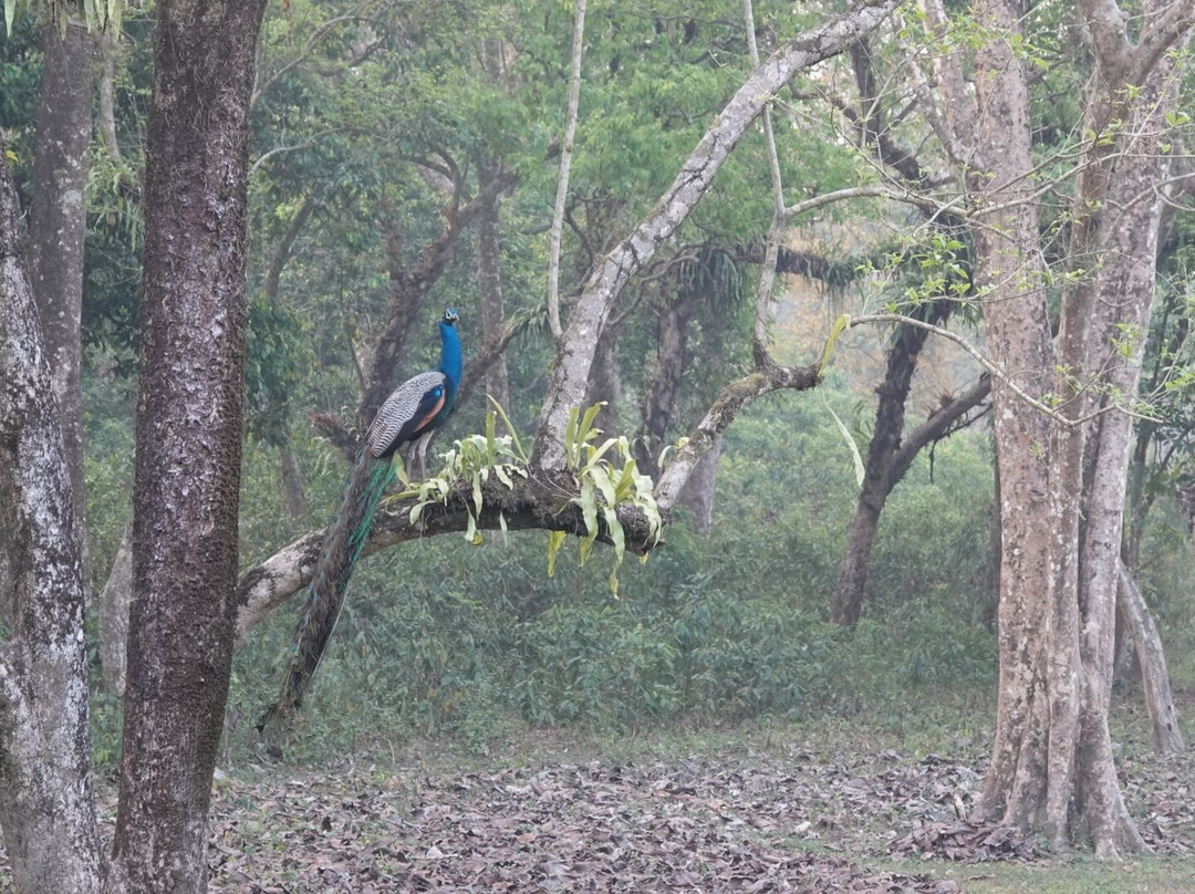 Jaldapara National Park-Alipurduar District必去景点