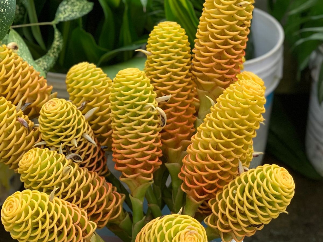 Nativo Tours-Tapachula必去景点