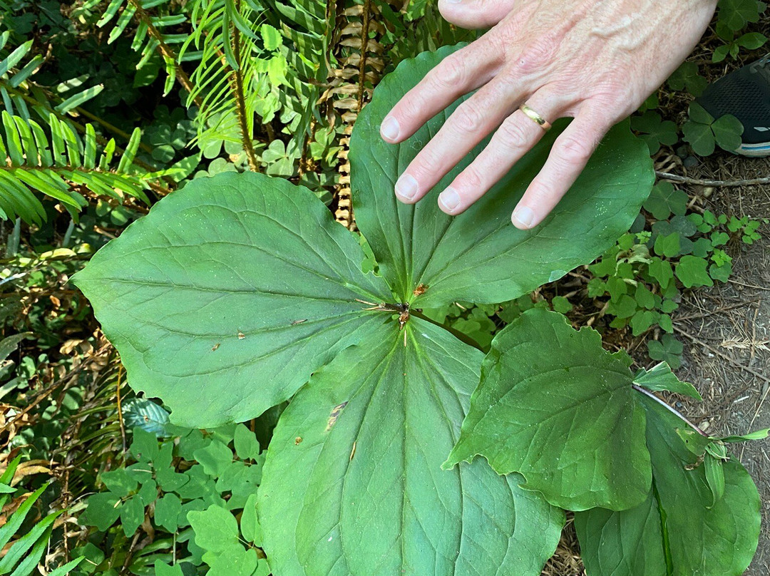 Prairie Creek Redwoods State Park-Orick必去景点