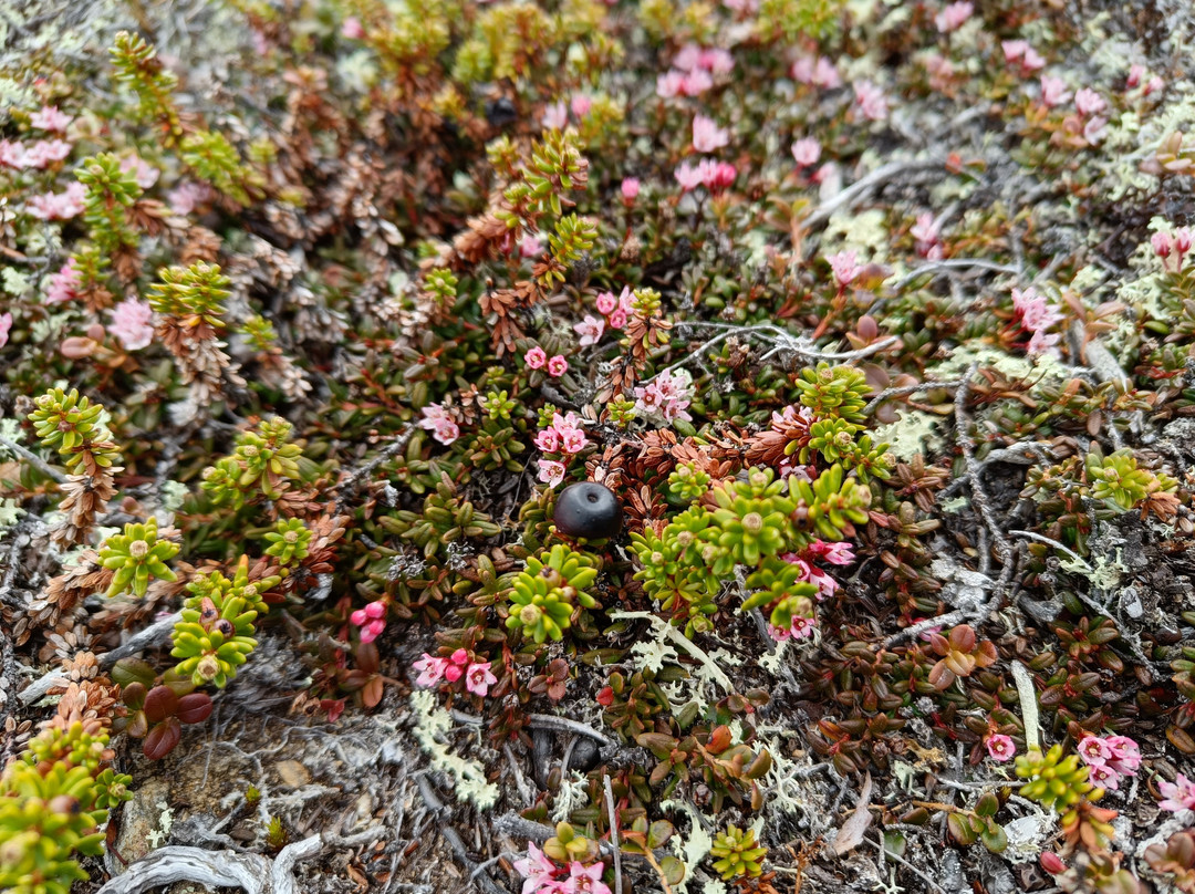 Travel Utsjoki-Utsjoki必去景点
