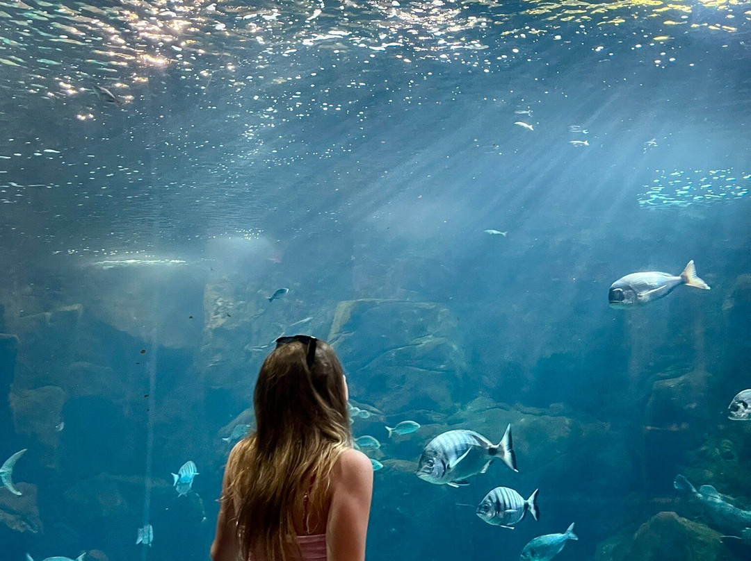 Aquario da Madeira-莫尼什港必去景点