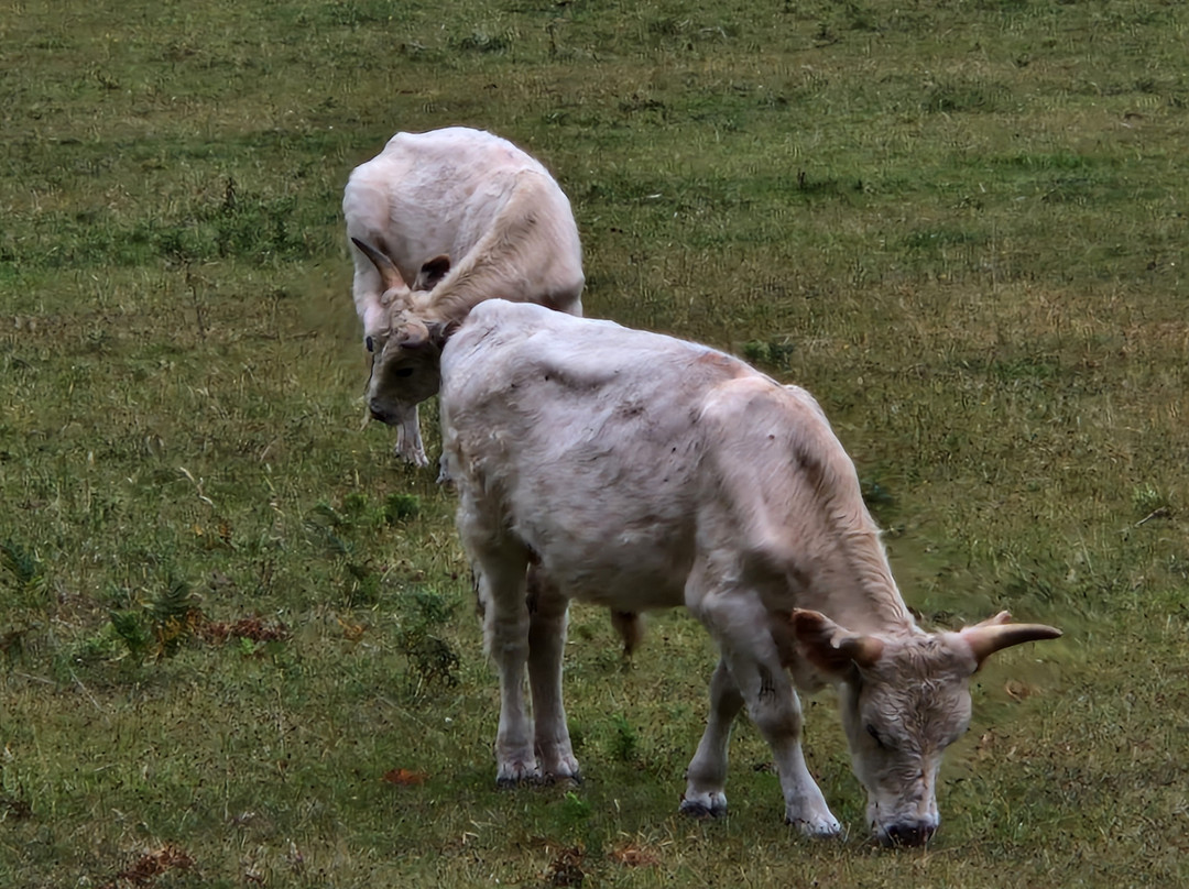 Chillingham Wild Cattle-阿尼克必去景点