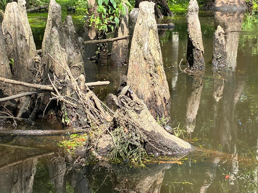 The Swamp Park-Ocean Isle Beach必去景点