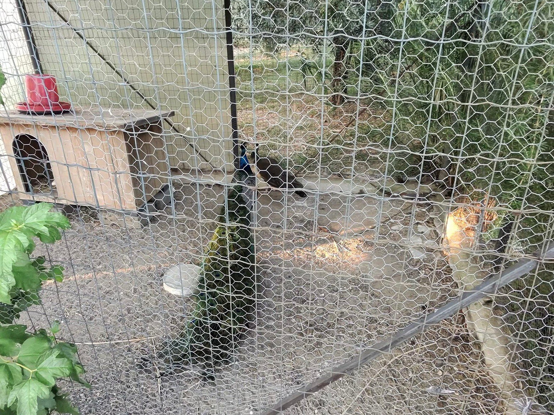 Agriturismo Tenuta San Savino delle Rocchette主图