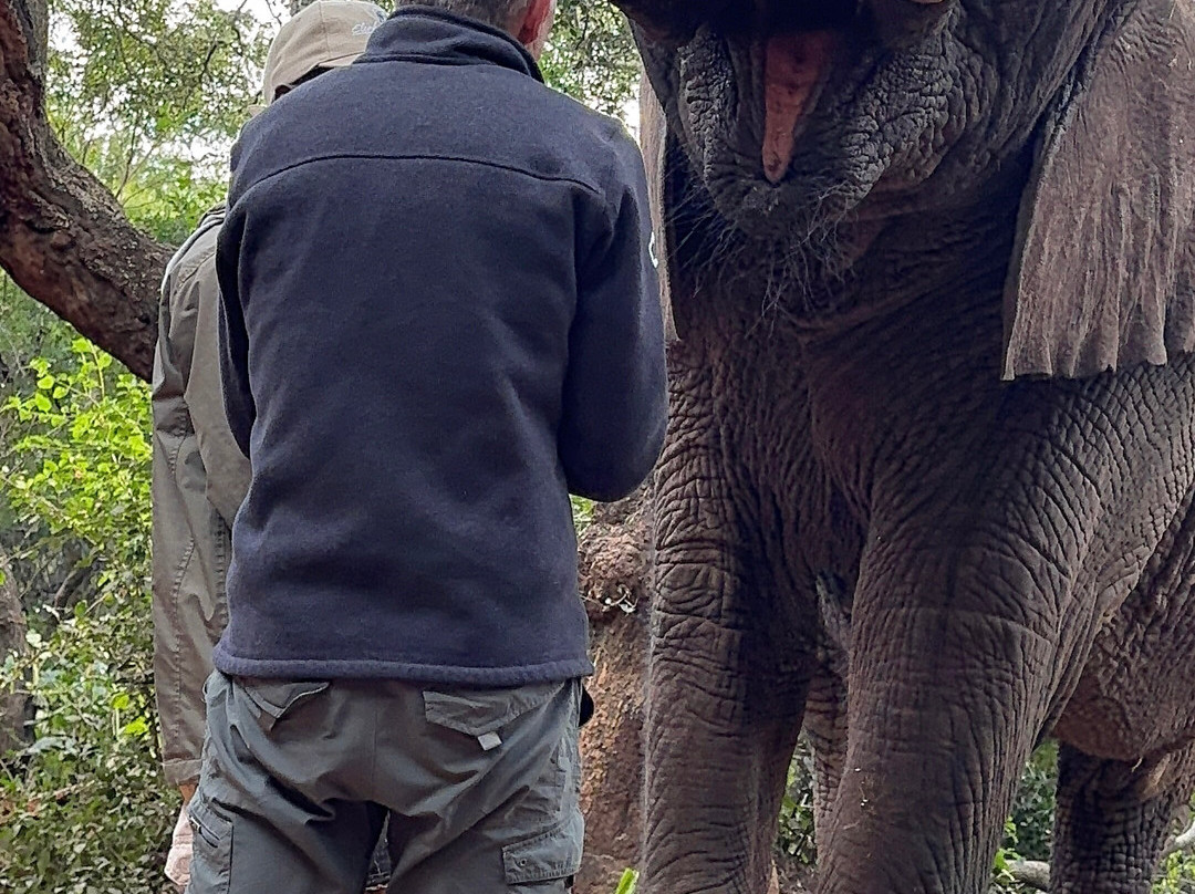 Elephant Sanctuary Hartbeesport Dam-哈特比斯普特必去景点