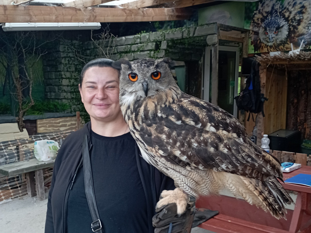 Mayfield Birds of Prey-Kilmacthomas必去景点