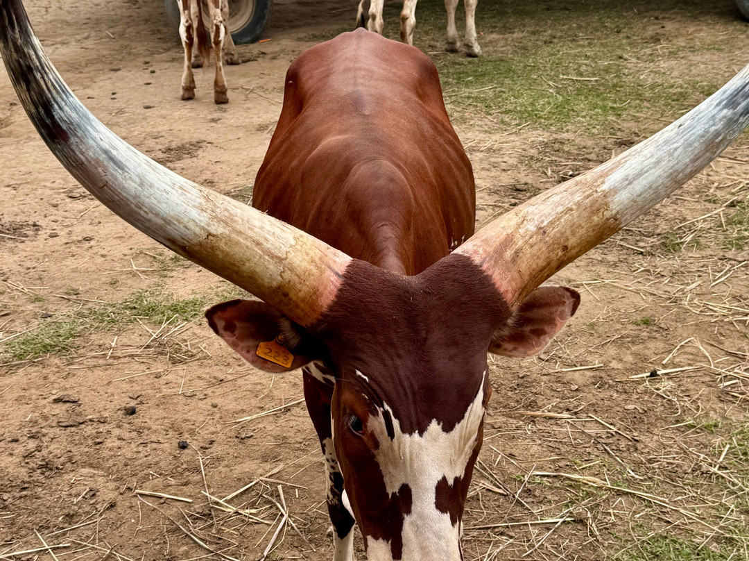 Costa Rica Monkey Tours -  Day Tours-萨玛拉滩必去景点