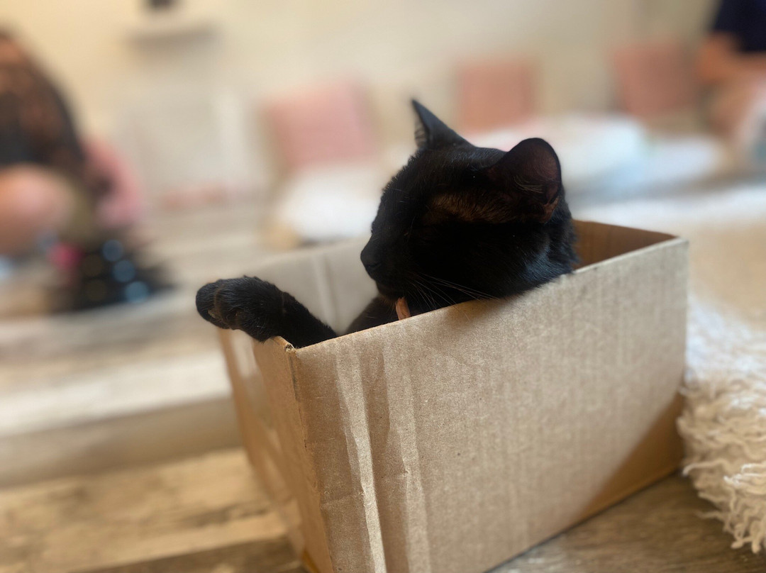 Crumbs & Whiskers-华盛顿特区必去景点