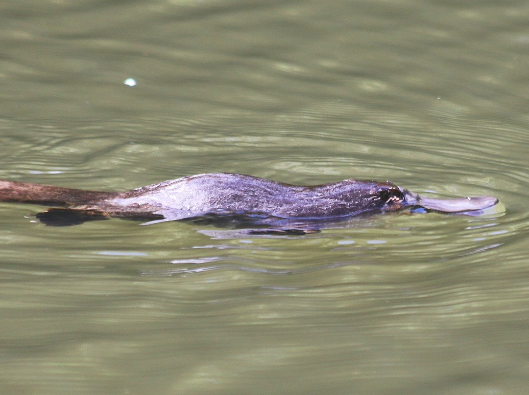 The Australian Platypus Park at Tarzali Lakes-马兰达必去景点