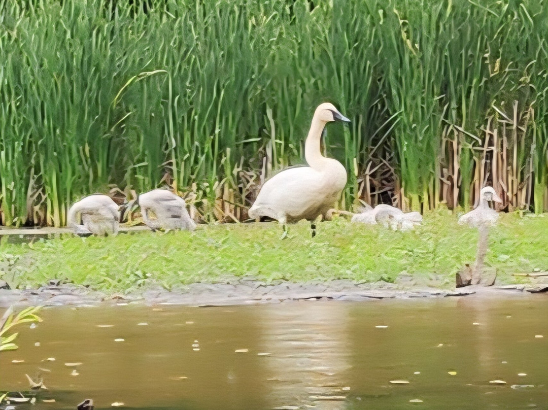 Pine River Paddlesports Center-Wellston必去景点
