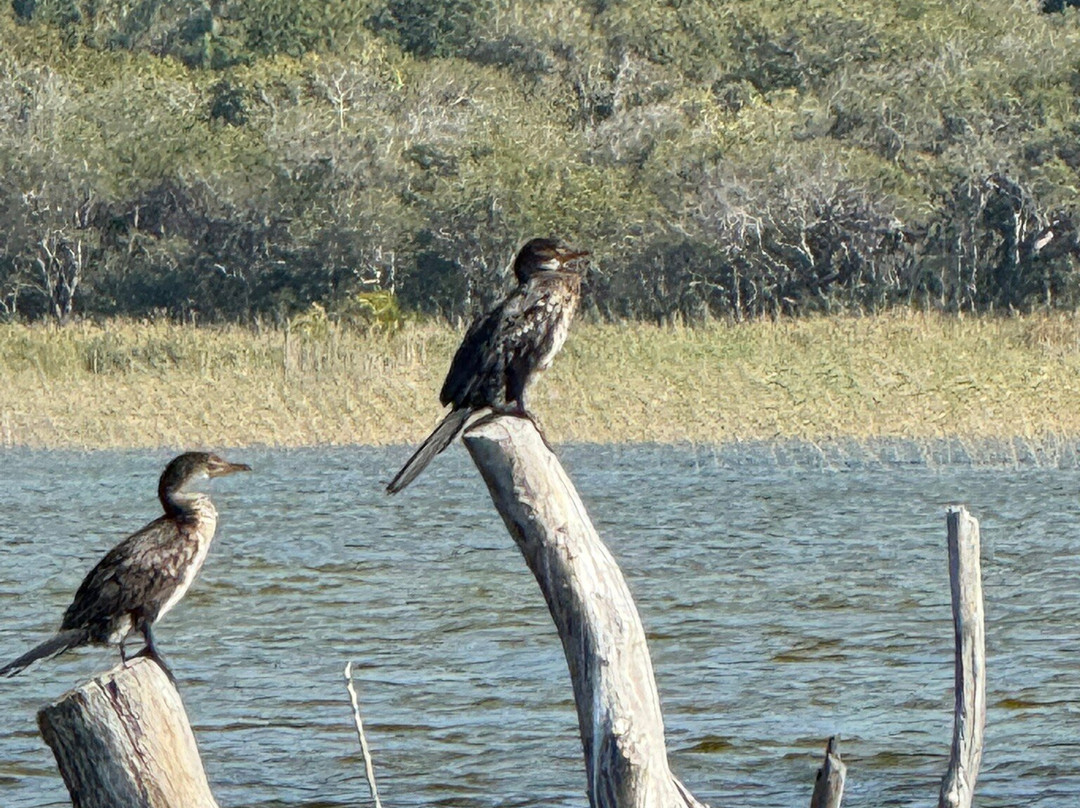 Kosi Bay Nature Reserve-Kosi Bay必去景点
