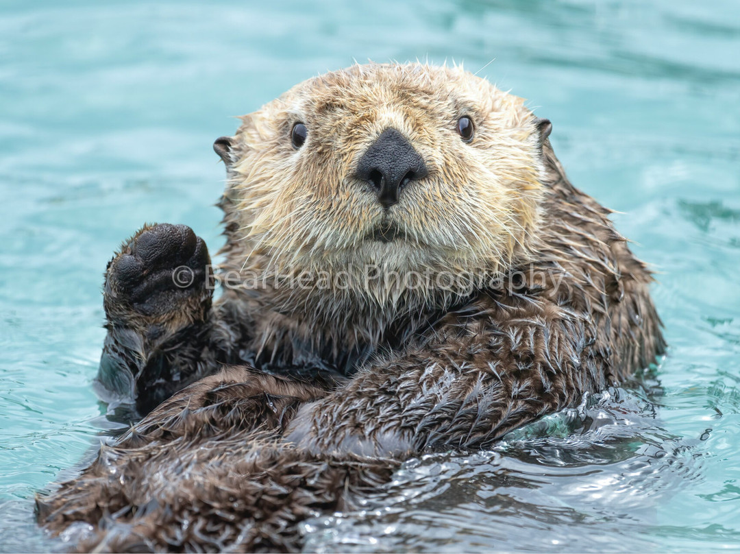 BearHead Photography Gallery-史凯威必去景点