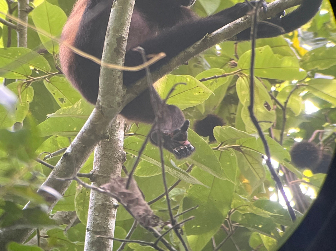 Corcovado Guia CR-希门尼斯港必去景点