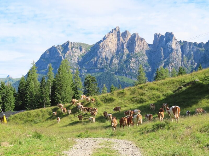 Passeggiata Giro delle Malghe-Selva di Cadore必去景点