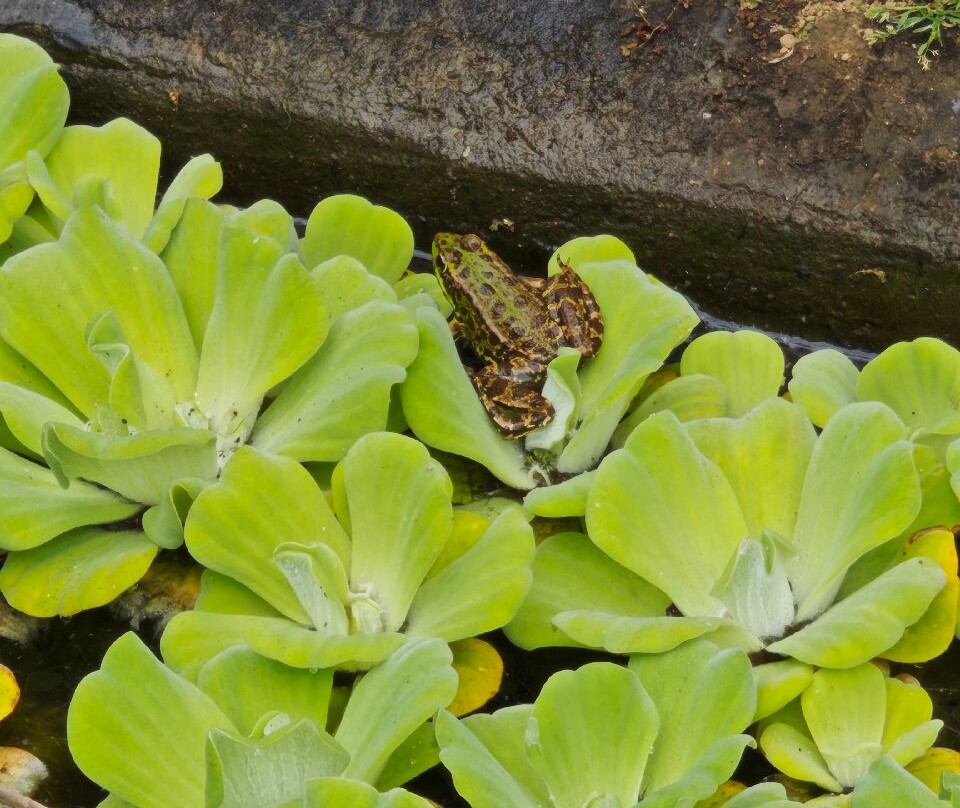 Duke of Terceira Garden-亚速尔群岛英雄港中心区必去景点