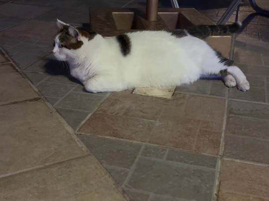 Poseidonia Hotel Apartments主图