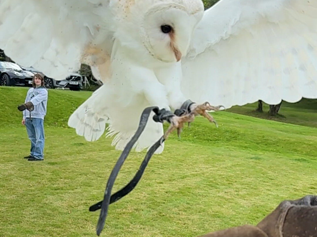 Shieldaig Falconry-盖尔洛赫必去景点