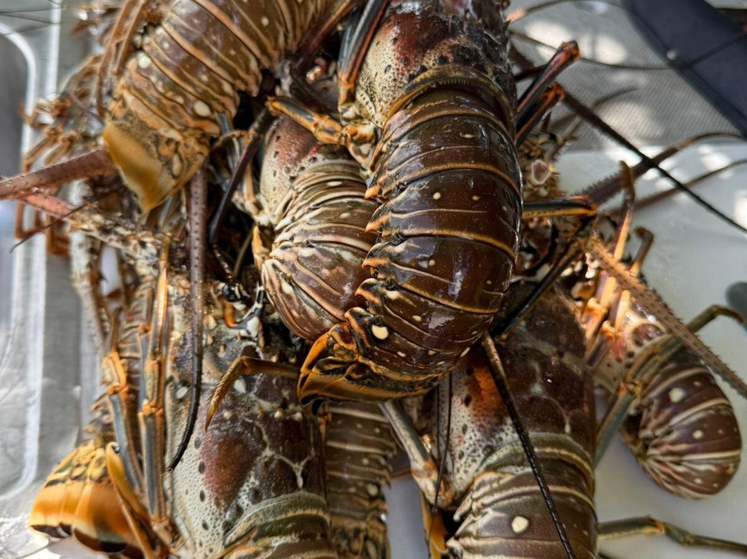 True Blue Charters | Spanish Wells Bahamas Guide-Spanish Wells必去景点