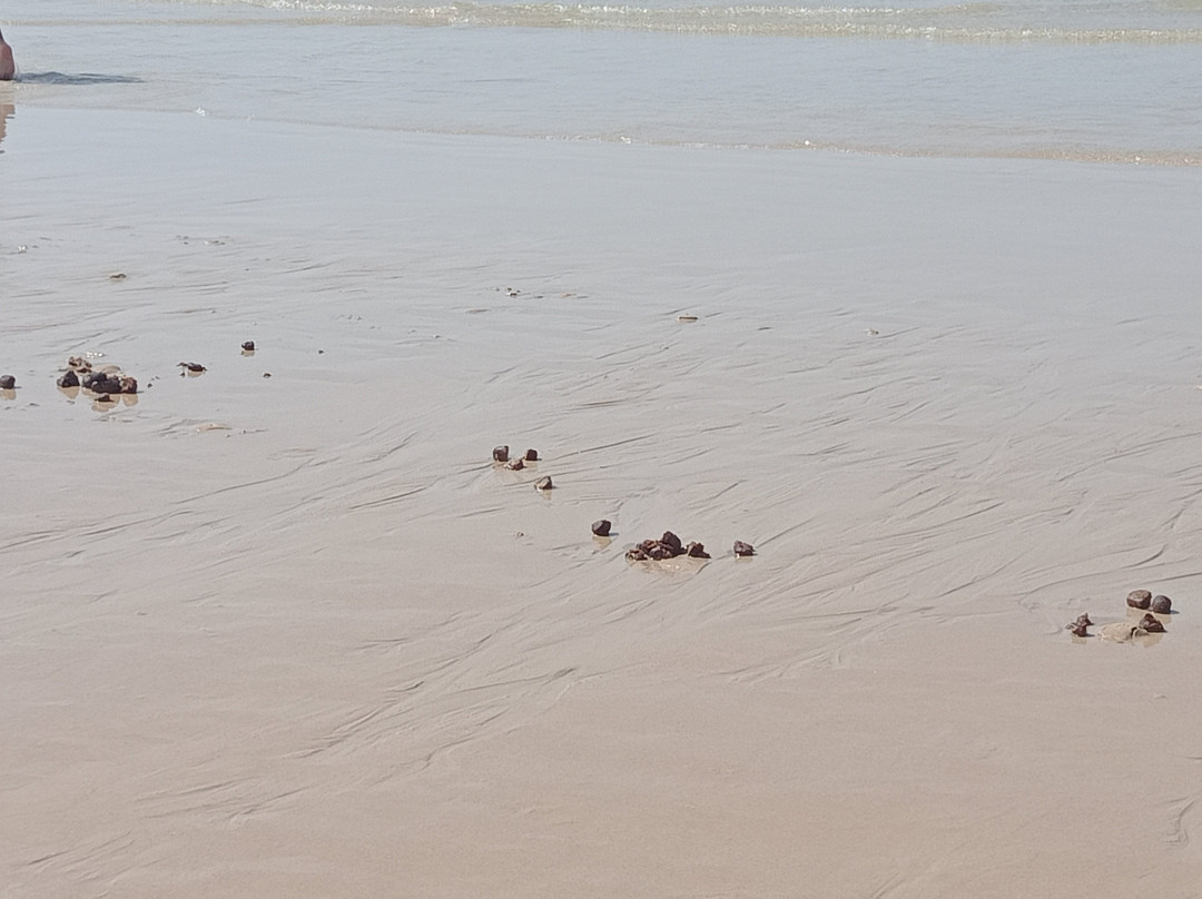 Playa de Zahara de los Atunes-Zahara de los Atunes必去景点