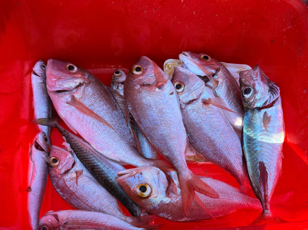 Captain Ivan Boat Tour-科托尔必去景点
