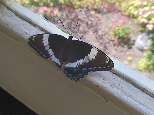 The 1865 Bella Mansion B&B主图