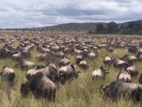 OnTarget Safari-桑给巴尔岛必去景点