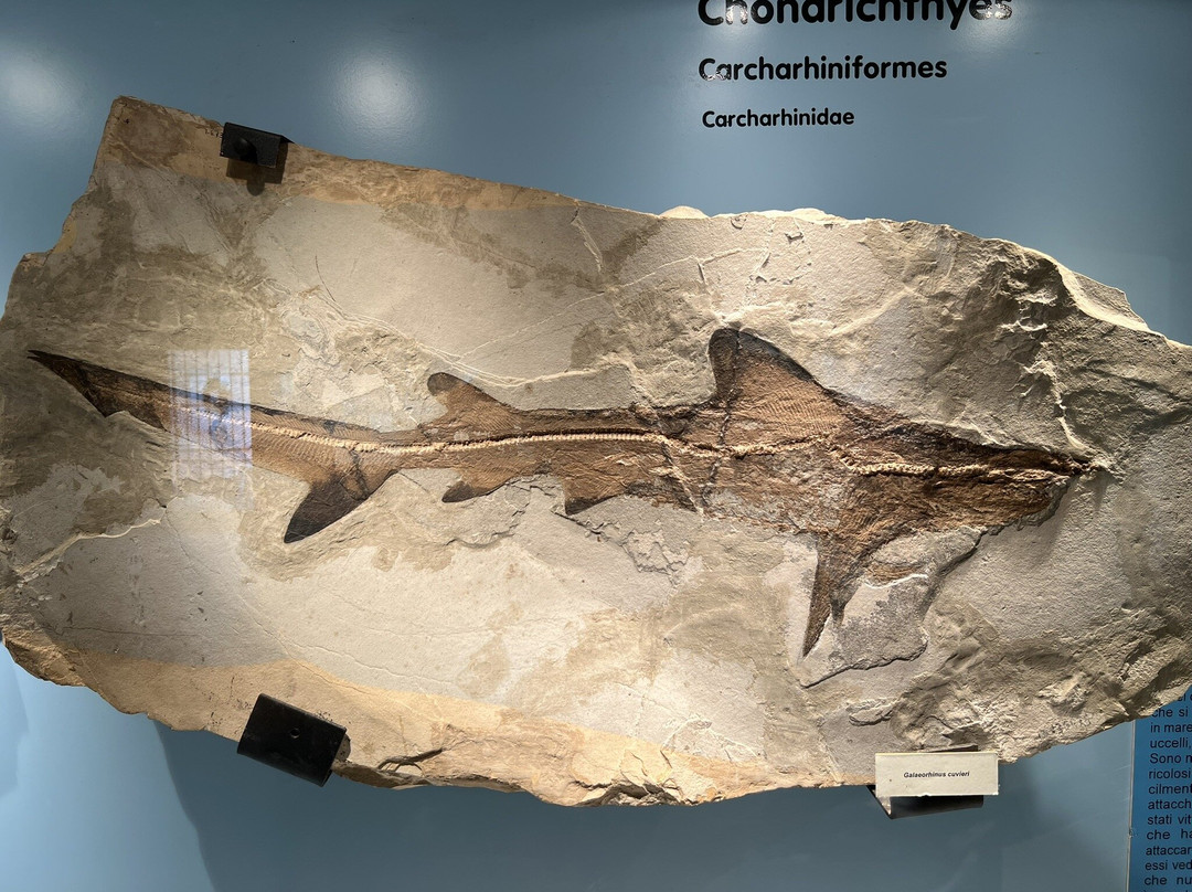 Museo dei Fossili di Bolca - Verona-Bolca必去景点