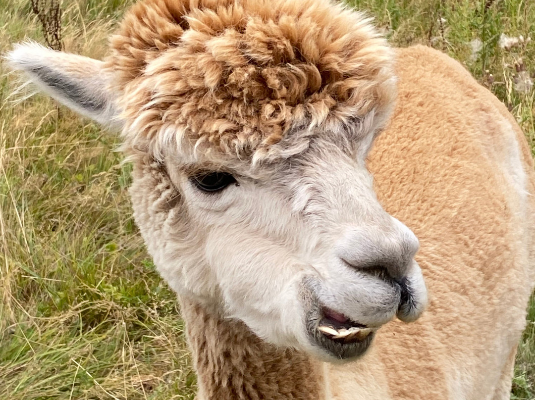 London Alpacas-Epping必去景点