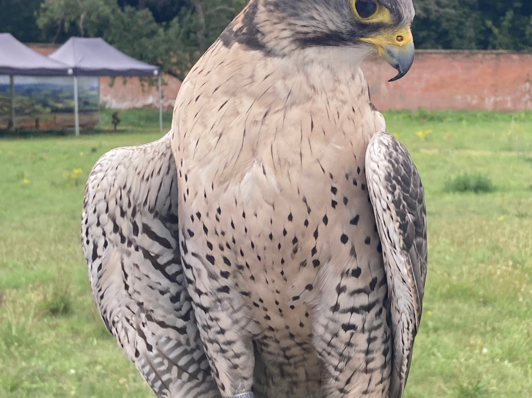 Bird of Prey Experiences - Hawkeye Falconry UK-Thoresby必去景点