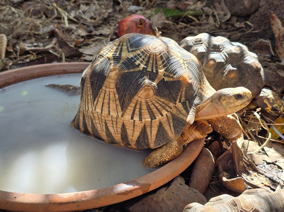 Le Jardin Des Tortues-Les Avirons必去景点