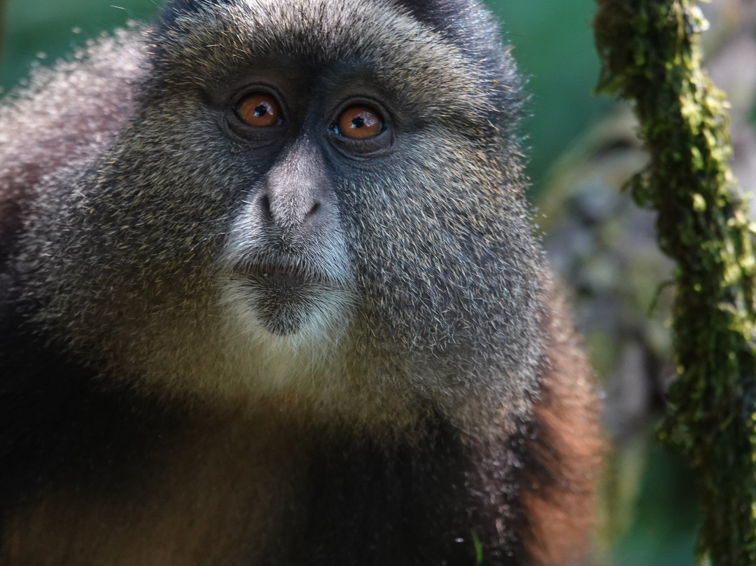 Bamboo Ecotours-坎帕拉必去景点