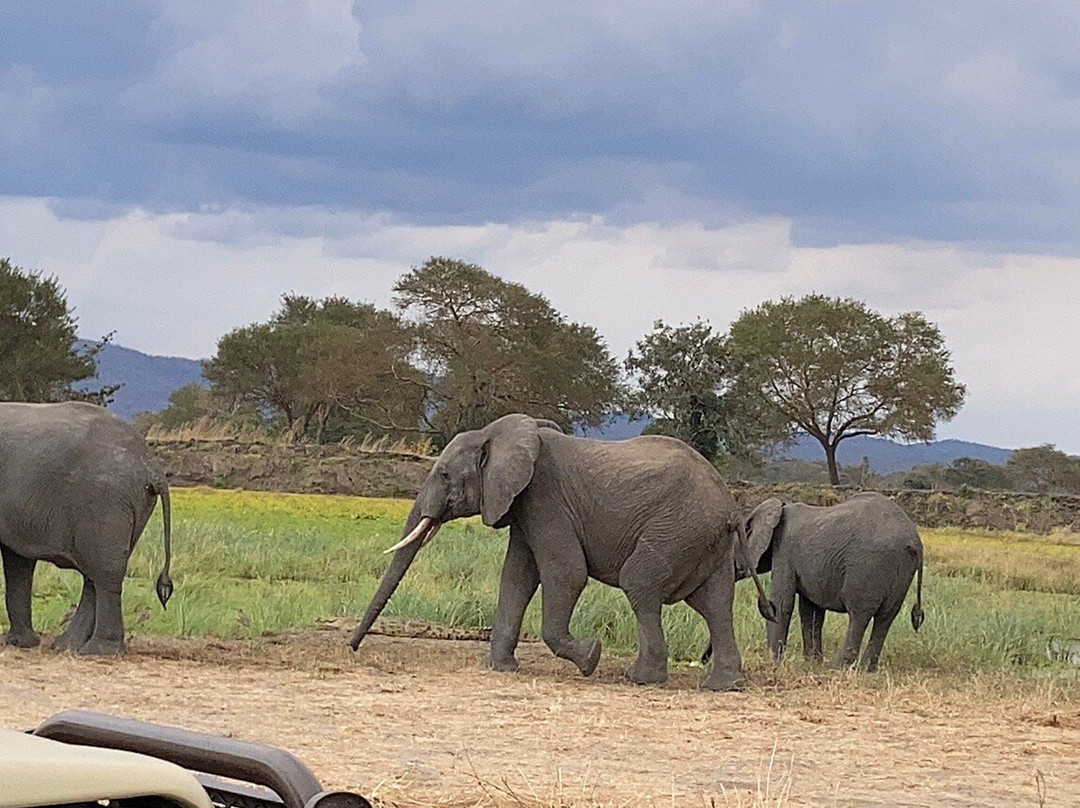Mikumi National Park-Mikumi必去景点