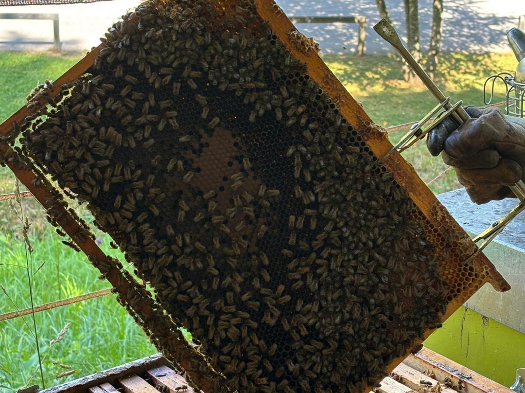 MMape • Mulino Museo dell'ape-Croviana必去景点