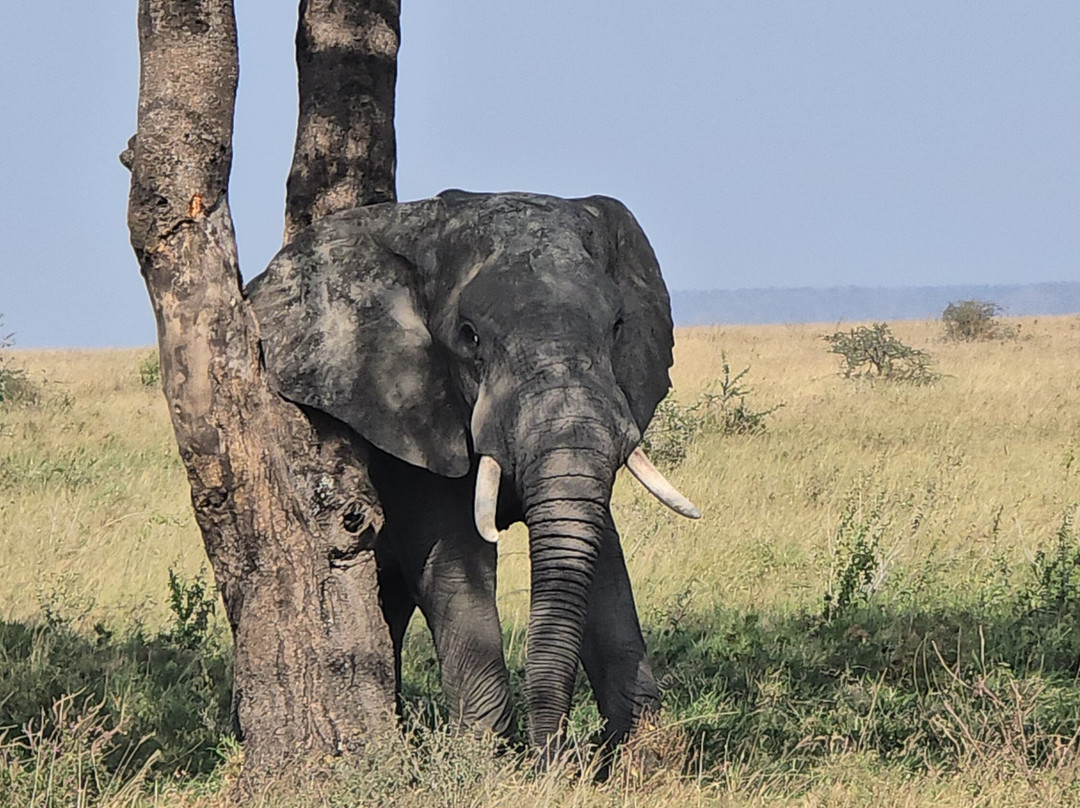 AfrikaKukaye Tours and Safaris-莫西必去景点