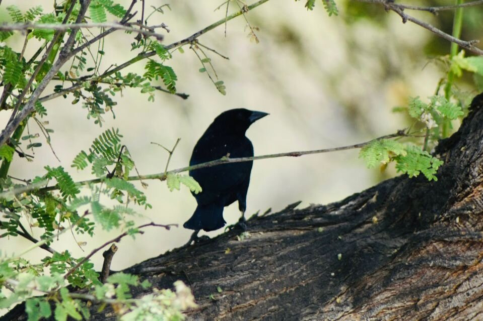 Birdwatching Máncora-Mancora必去景点