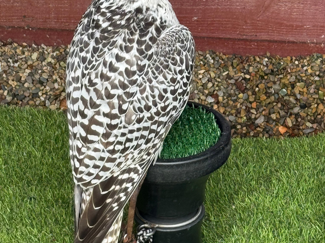 Kielder Water Bird of Prey Centre-Kielder必去景点