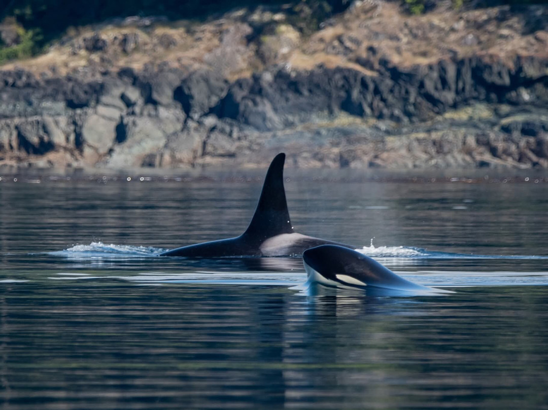 Seasmoke Whale Watching-Alert Bay必去景点