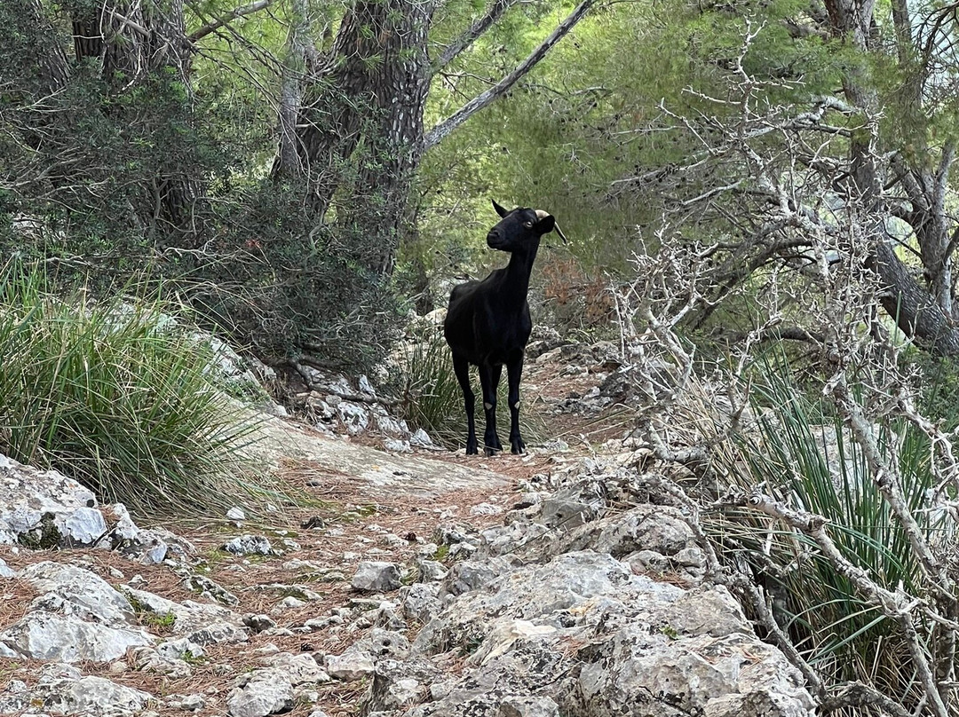 Puig de Pollenca-Pollenca必去景点