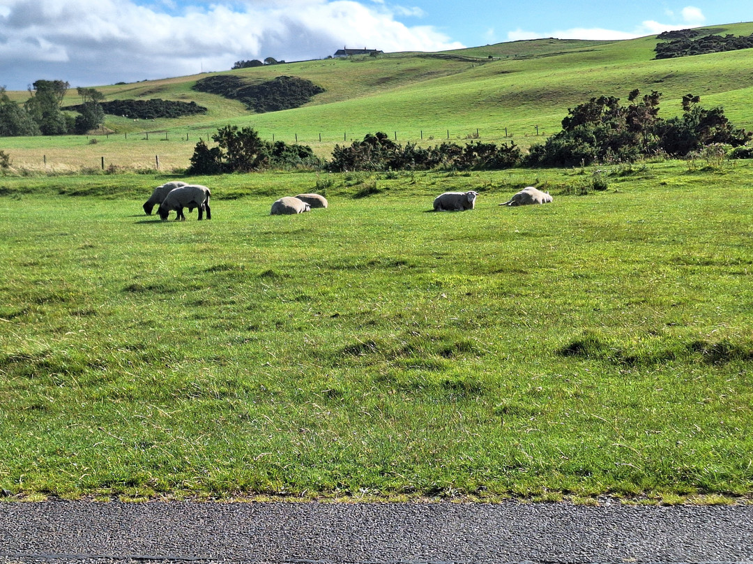 St Abbs Head National Nature Reserve-St Abbs必去景点
