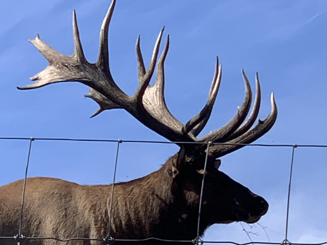 Yukon Wildlife Preserve-白马市必去景点