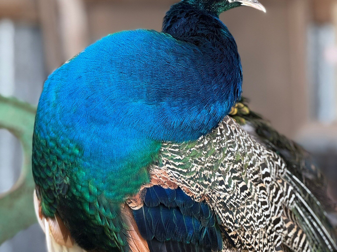 Churchill Island-菲利普岛必去景点
