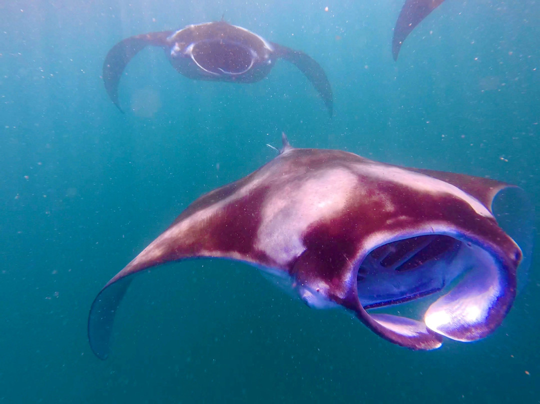 Dive Butler Amilla-芭环礁必去景点