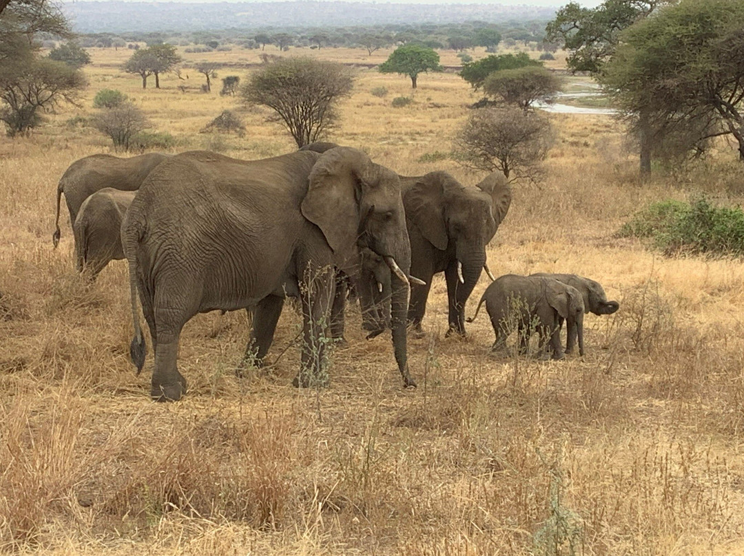 Serengeti Pride-阿鲁沙必去景点