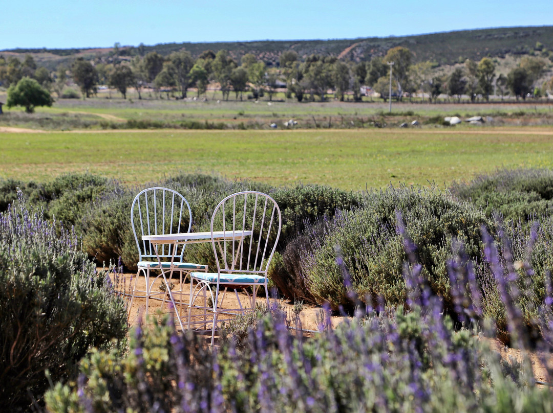 Aires de Lavanda-Valle de Guadalupe必去景点