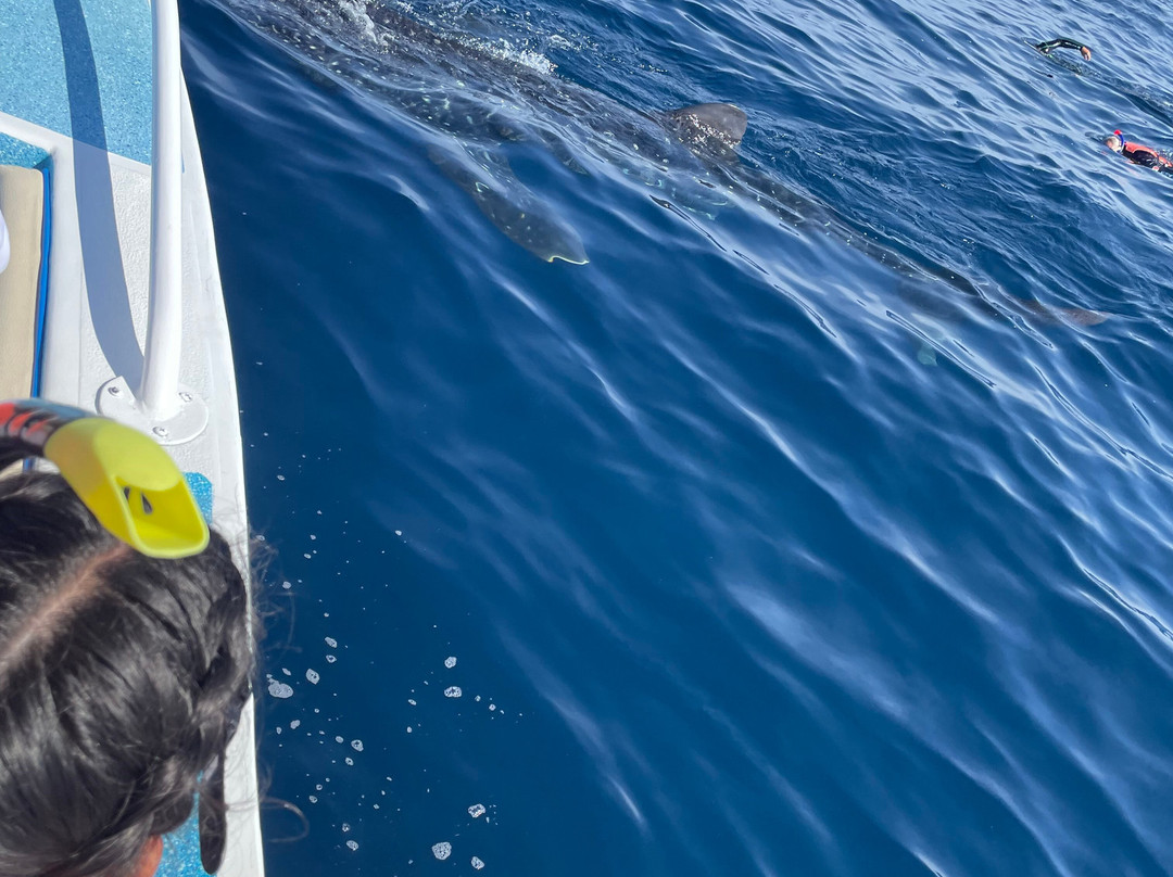 海洋观鲸鲨之旅-坎昆必去景点