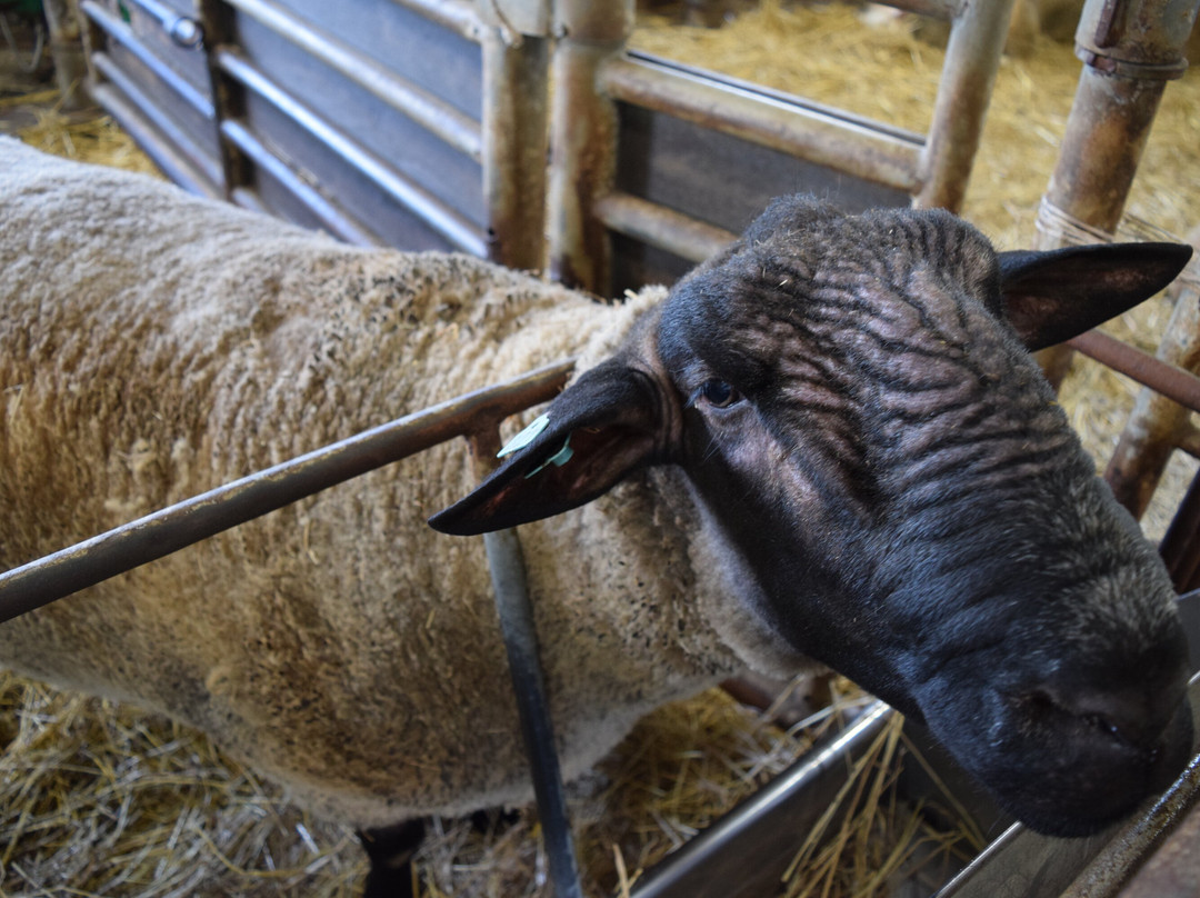 World Sheep Museum-士别市必去景点