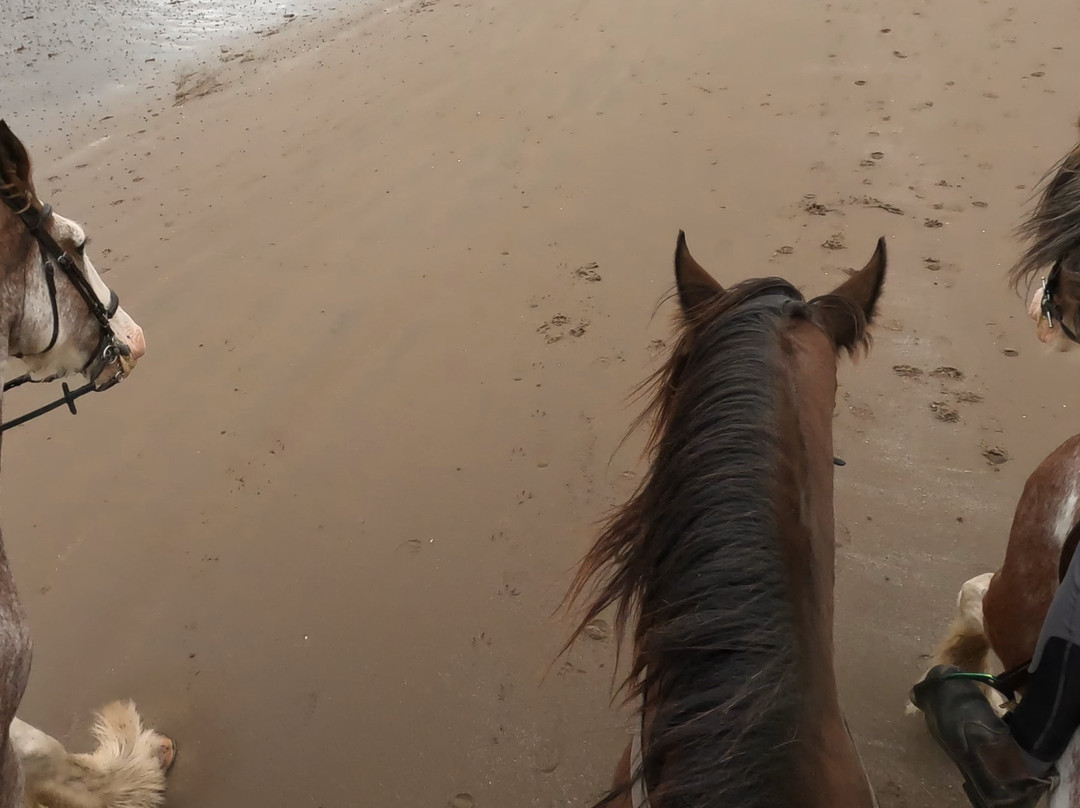 Blackstone Clydesdales Experience-Cumnock必去景点